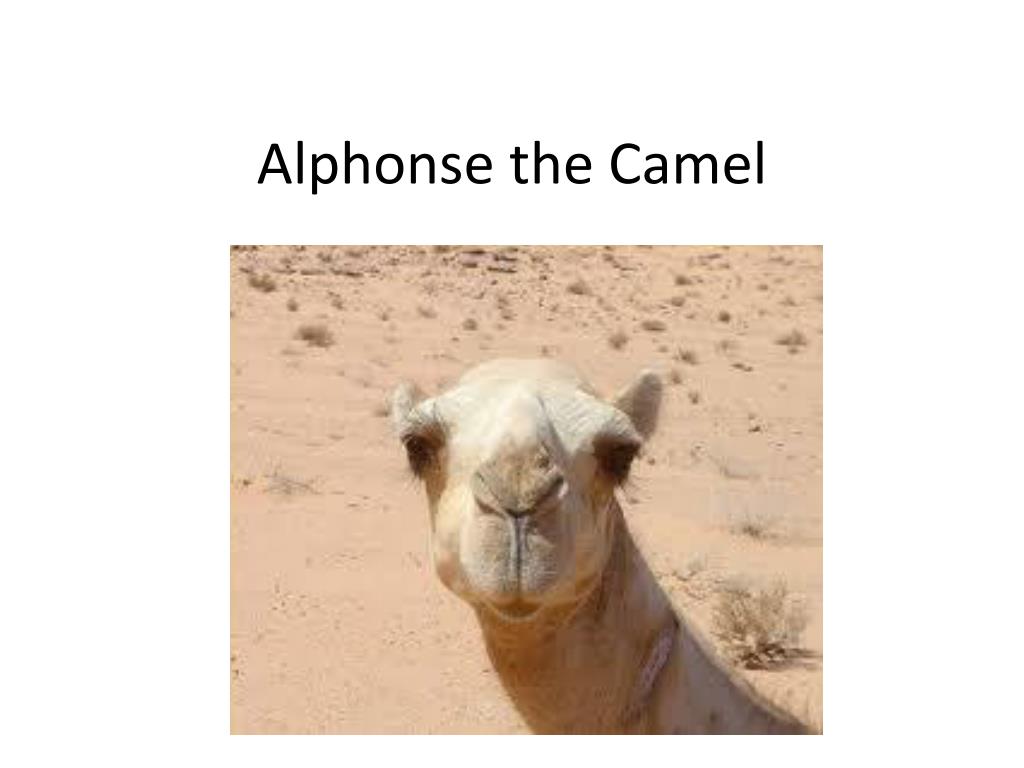 The camel was very thirsty. Petting Camels ppt. Ppt Camel photos with body names.