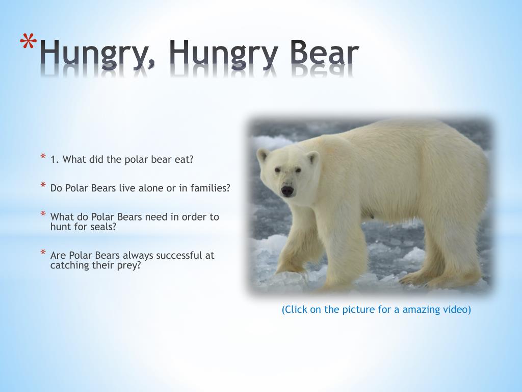 Under bear перевод. Полярный медведь на английском. О Полярном медведе на английском языке. Where do Polar Bears Live. Белый медведь на английском языке.