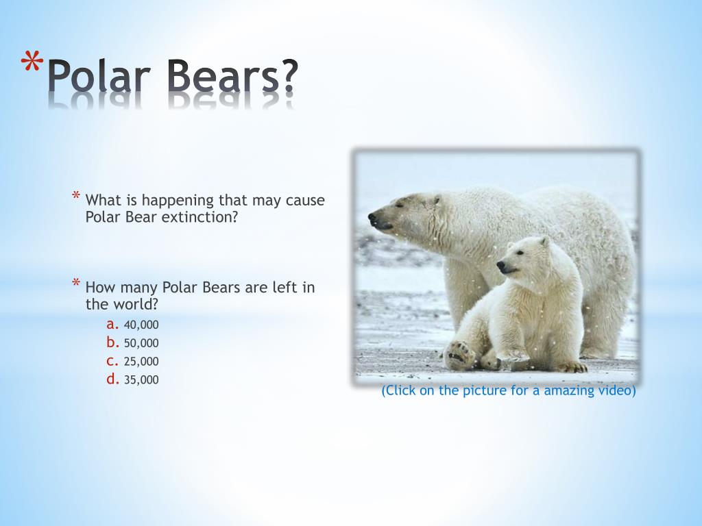 Мишка перевести на английский. Английский язык Polar Bears. Белый медведь на английском. Polar Bears are endangered. О Полярном медведе на английском языке.
