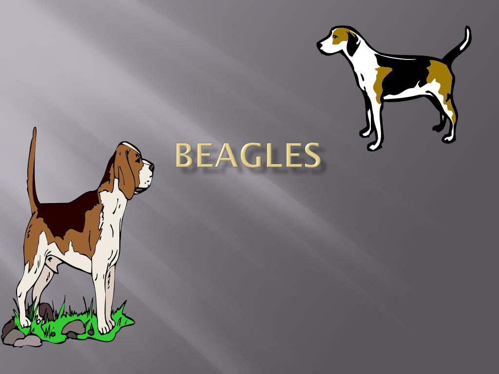 Ppt Beagles Powerpoint Presentation Free Download Id 2835587