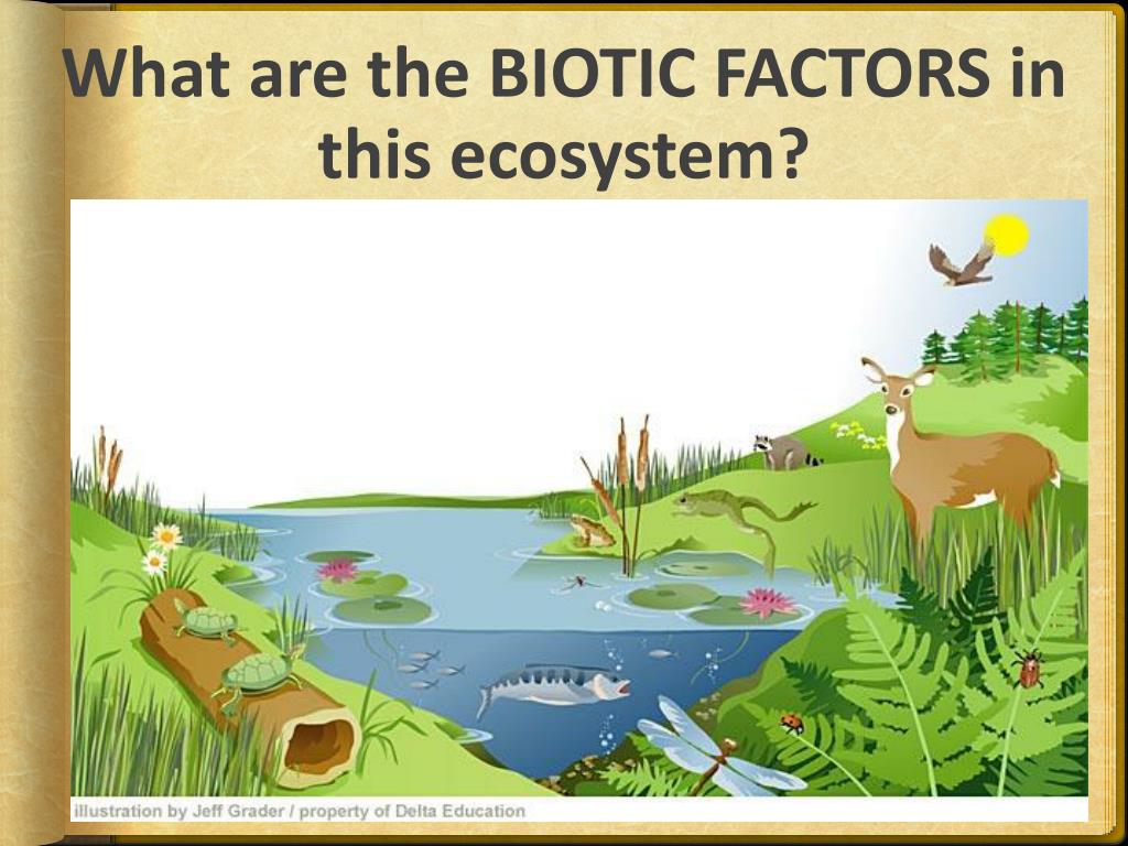 PPT Abiotic and Biotic Factors PowerPoint Presentation, free download