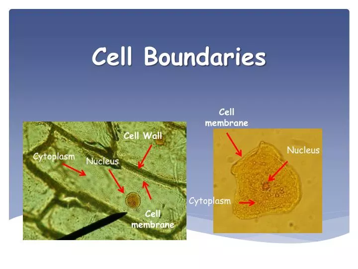 PPT - Cell Boundaries PowerPoint Presentation, free download - ID:2836629