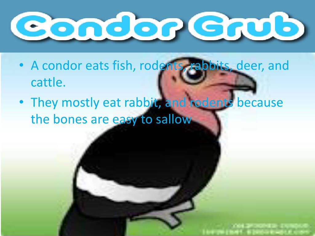 PPT - Protecting Endangered Condors: A Crucial Ecosystem Role ...