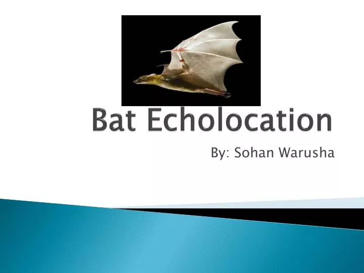 PPT Bat Echolocation PowerPoint Presentation, free download ID2837378