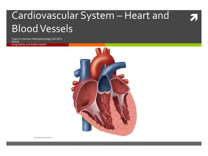 PPT - Cardiovascular System – Heart and Blood Vessels PowerPoint