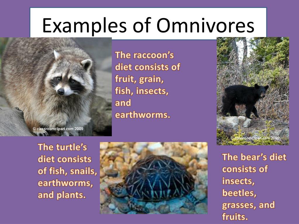 PPT - Living Organisms Review and Quiz PowerPoint Presentation, free download - ID:2838914 PPT - Living Organisms Review and Quiz PowerPoint Presentation, free download - ID:2838914