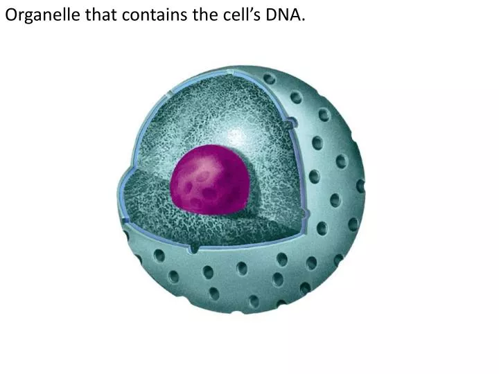 PPT - Organelle that contains the cellâ€™s DNA. PowerPoint Presentation