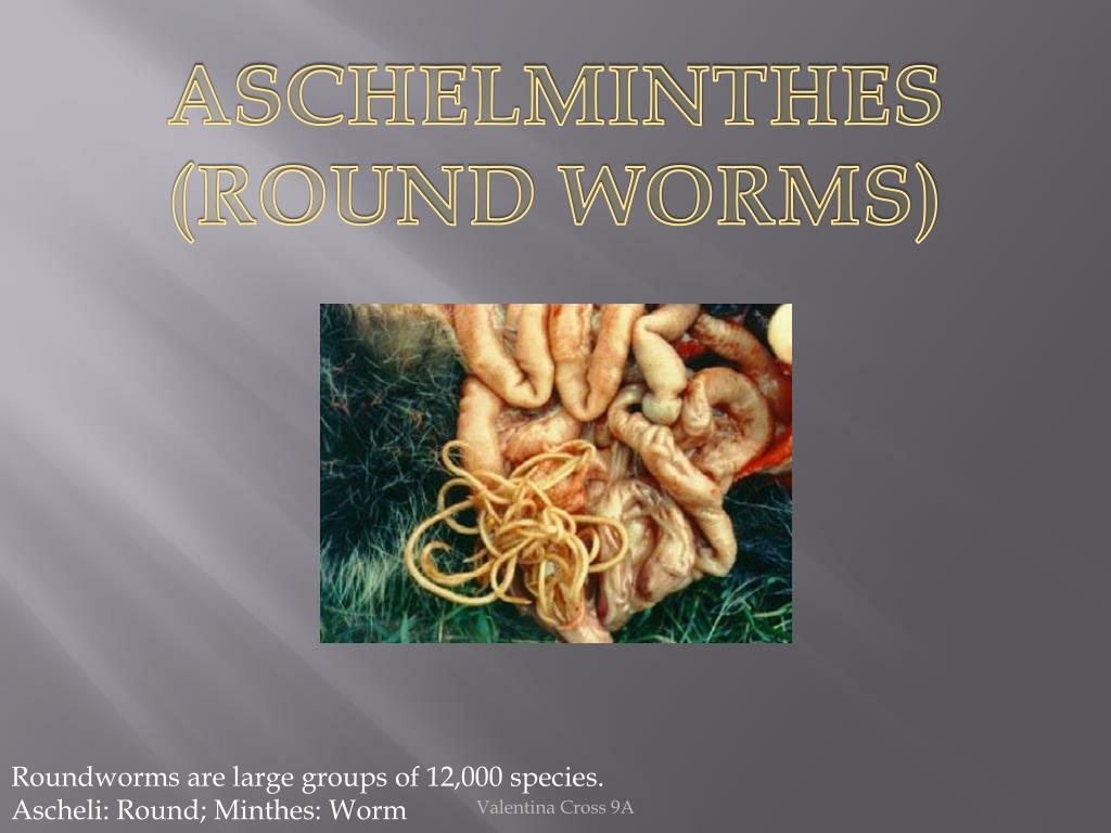 phylum aschelminthes ppt