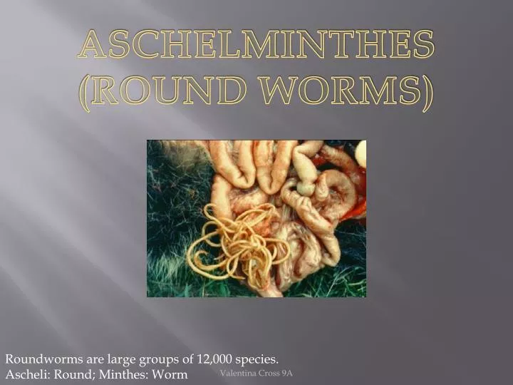 Aschelminthes ppt