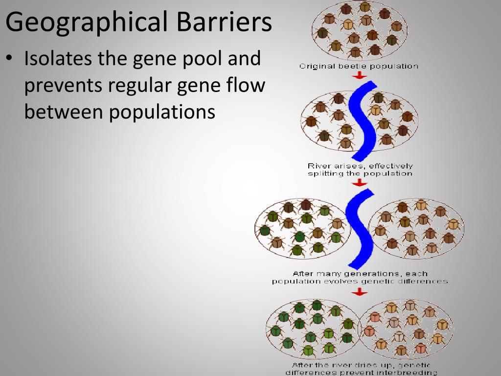 PPT Natural Selection PowerPoint Presentation Free Download ID 2842019