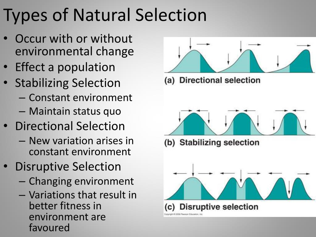 presentation on natural selection