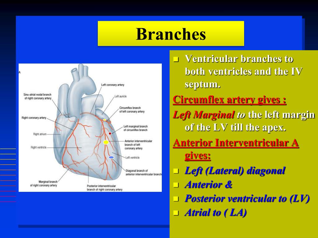 PPT - BLOOD SUPPLY OF THE HEART PowerPoint Presentation, free download ...