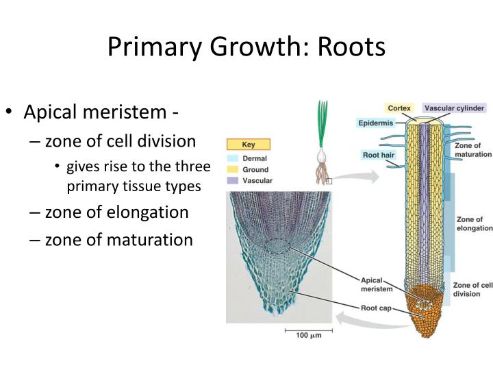 PPT Plant Structure and Function Ch 29 PowerPoint