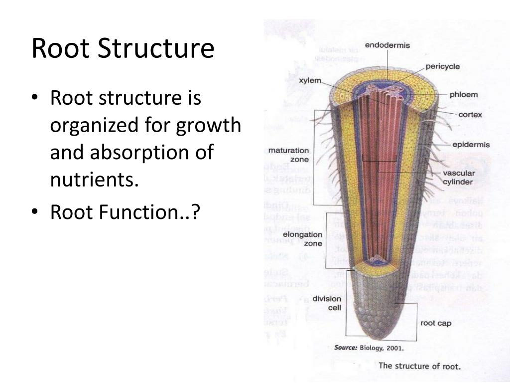 Root functions