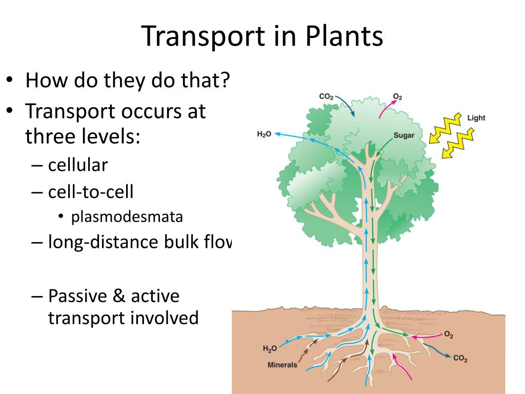 ppt-plant-structure-and-function-ch-29-powerpoint-presentation-free