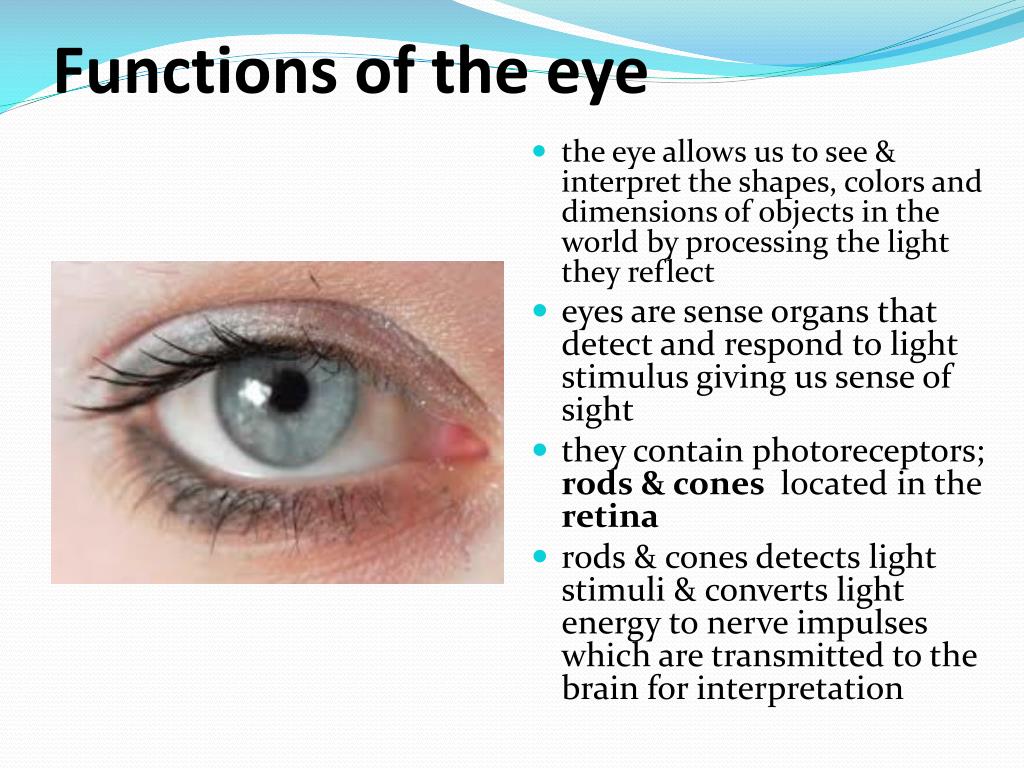 Ppt the eye structure function powerpoint presentation free