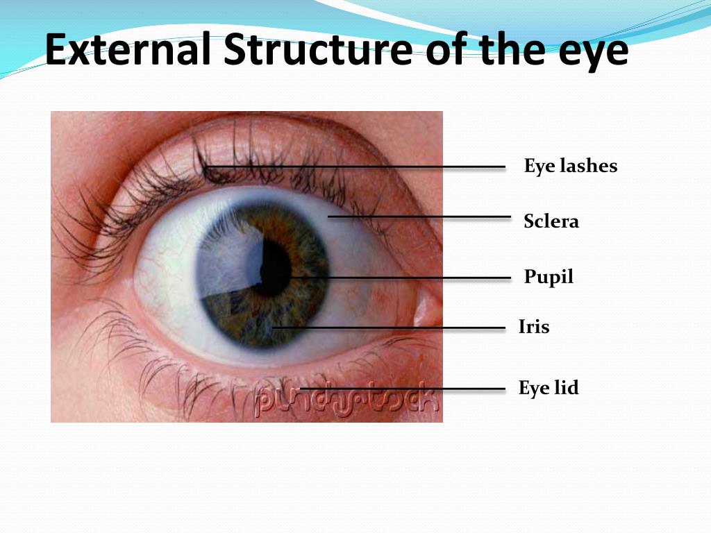 function of pupil in human eye