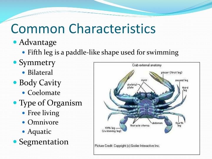 PPT Arthropoda Blue Crab Crustacean PowerPoint 