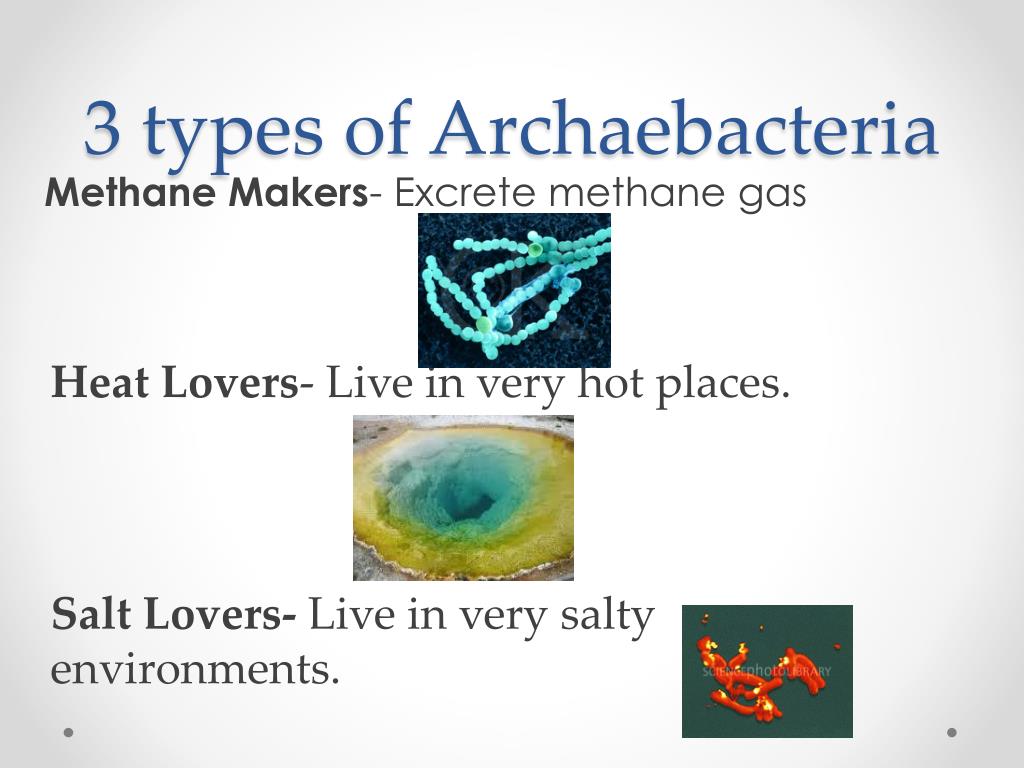 types of archaea