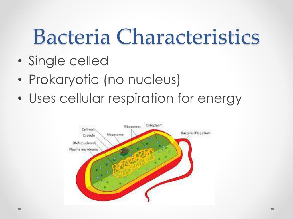 PPT - Bacteria PowerPoint Presentation, Free Download - ID:2845083