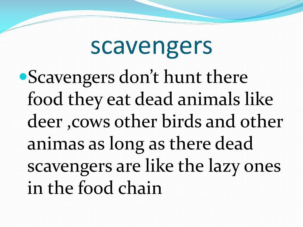 examples of scavengers examples of scavengers