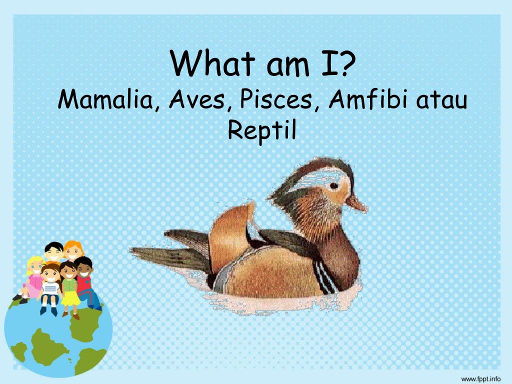 PPT What am I Mamalia  Aves  Pisces  Amfibi  atau Reptil  
