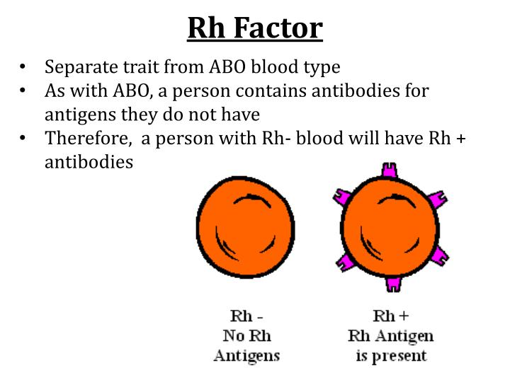 Blood Types Rh Factor Chart