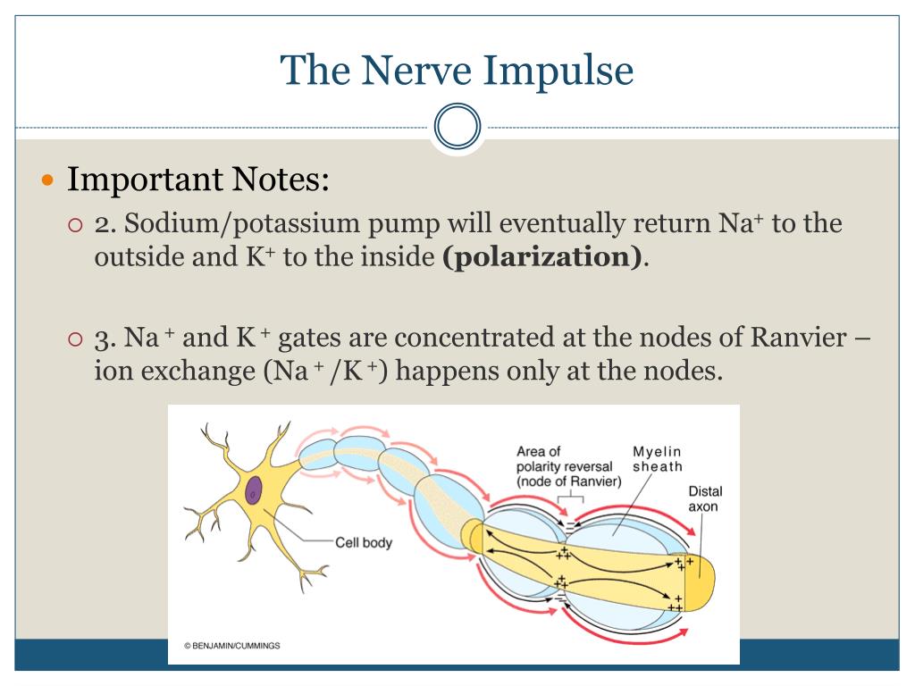 PPT - The Nervous System PowerPoint Presentation, free download - ID