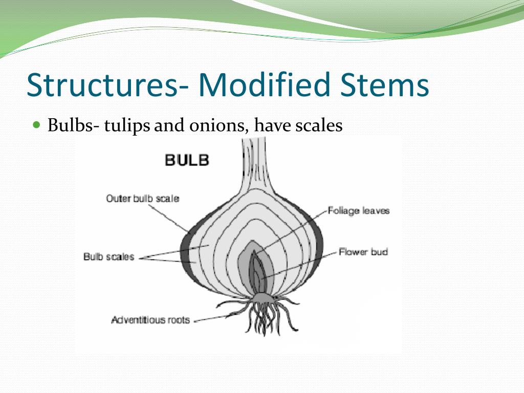 PPT Plants as Living Organisms PowerPoint Presentation, free download