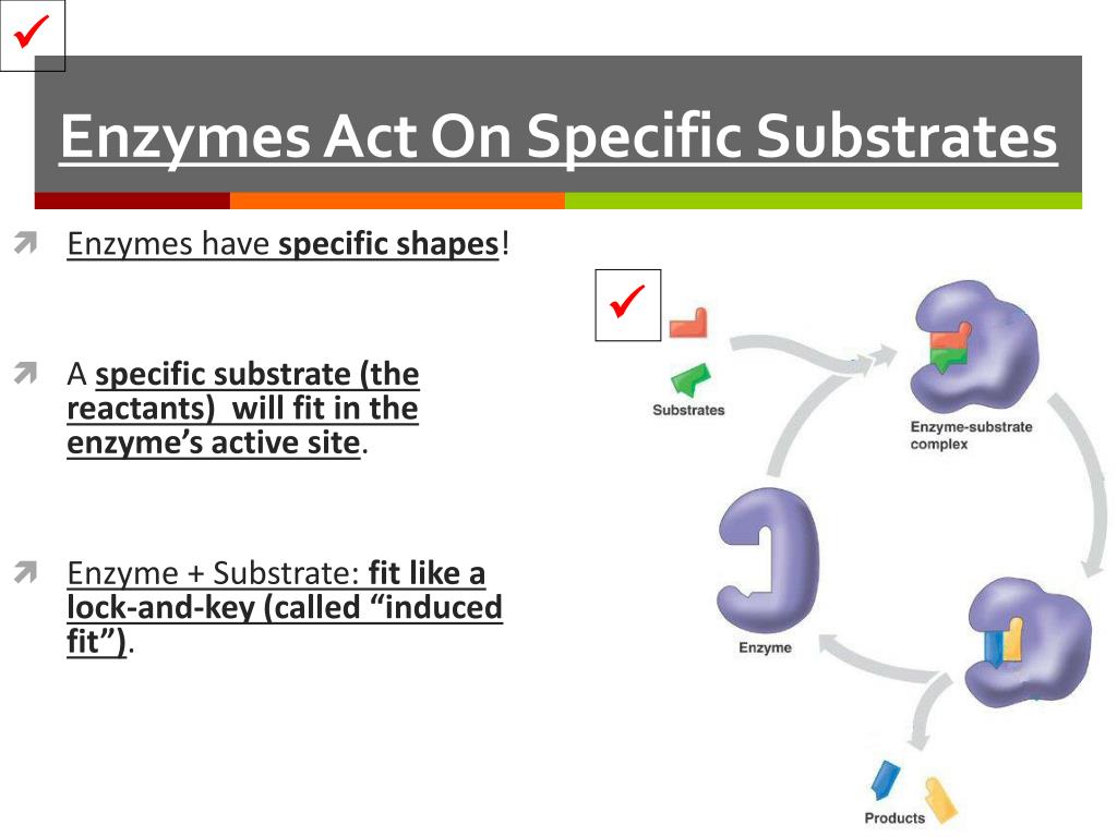 PPT Chemical Reactions and Enzymes PowerPoint