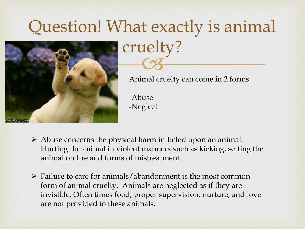 PPT - Animal Cruelty PowerPoint Presentation, free download - ID:2848219