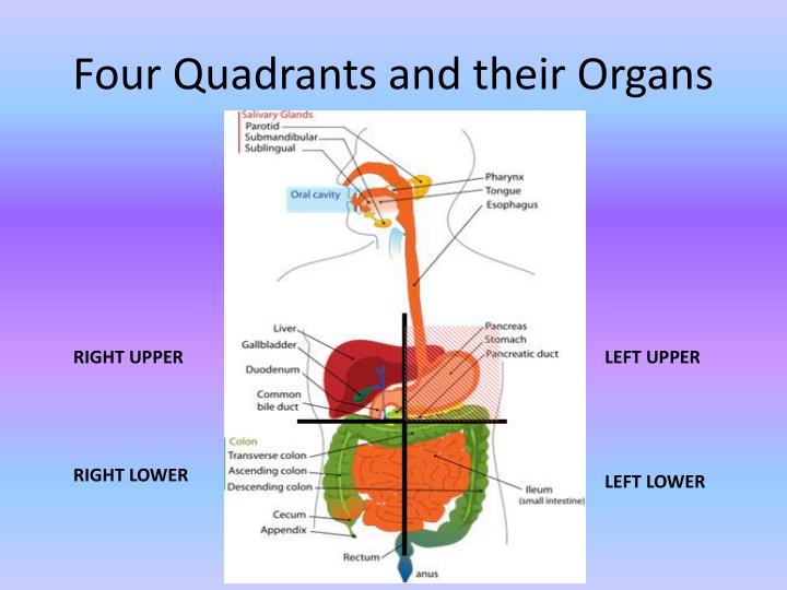 Anatomical Quadrants Abdominal Regions Diagram Human Body Name