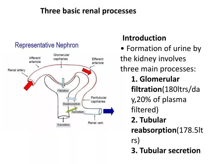 PPT - Three basic renal processes PowerPoint Presentation, free