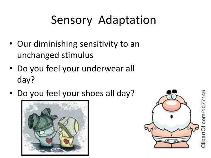 PPT - Sensory Adaptation PowerPoint Presentation, free download ...