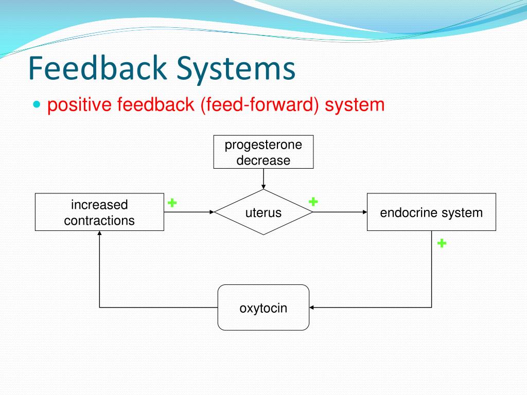 PPT Homeostasis PowerPoint Presentation Free Download ID 2849278