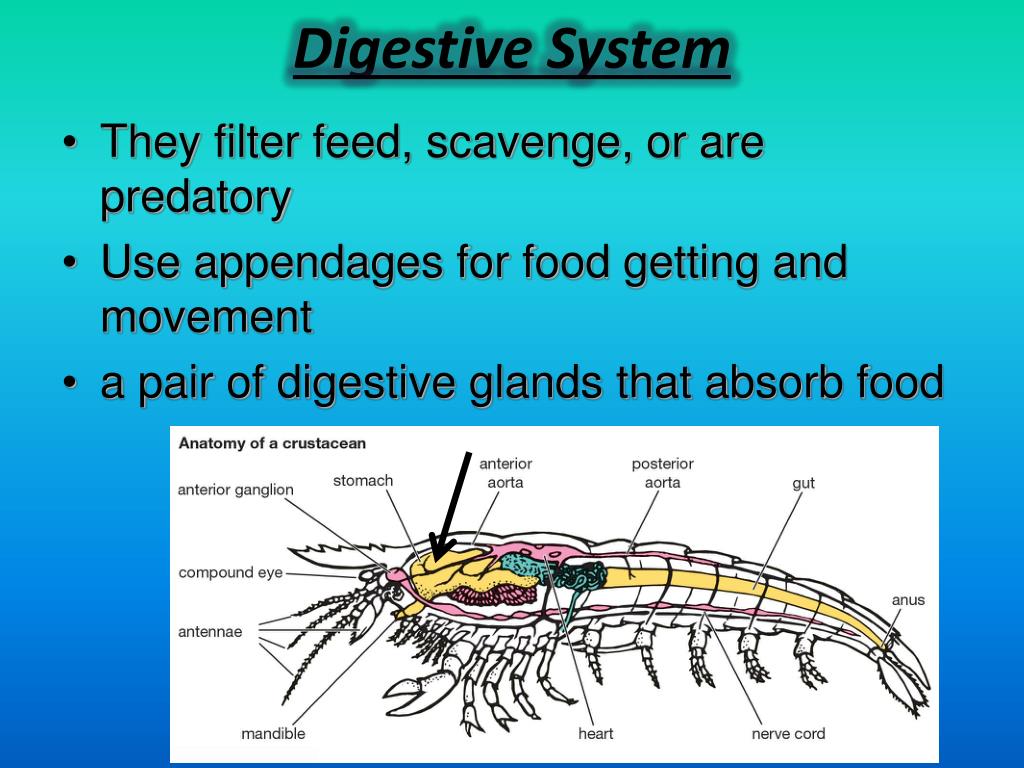 PPT - Gastropods PowerPoint Presentation, free download - ID:2849670