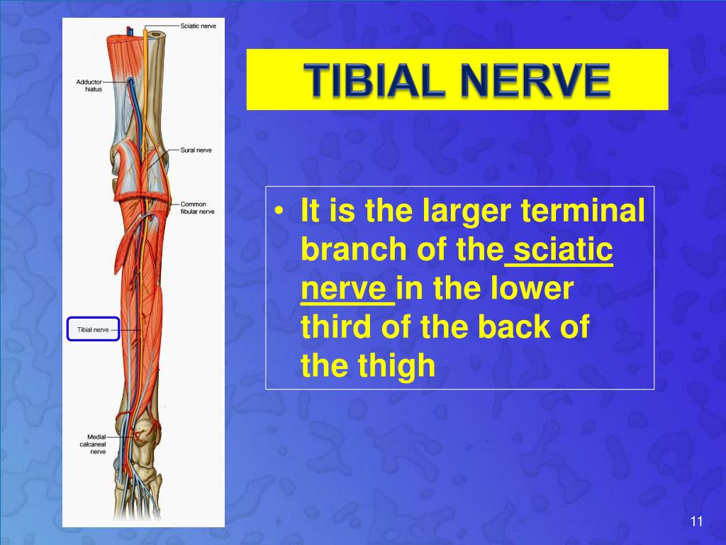 PPT Popliteal fossa , Posterior compartment of leg & Sole of foot