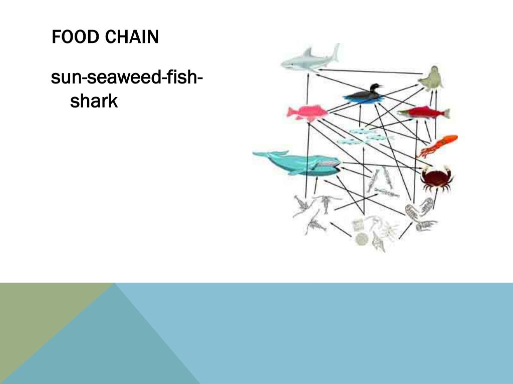 Ocean PowerPoint Presentation, free download Biology Diagrams