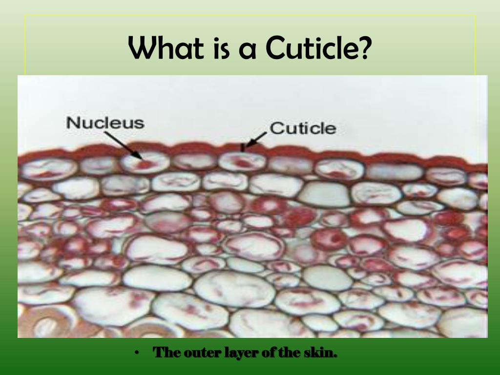 PPT Plants PowerPoint Presentation Free Download ID 2851686 ppt-plants-powerpoint-presentation-free-download-id-2851686