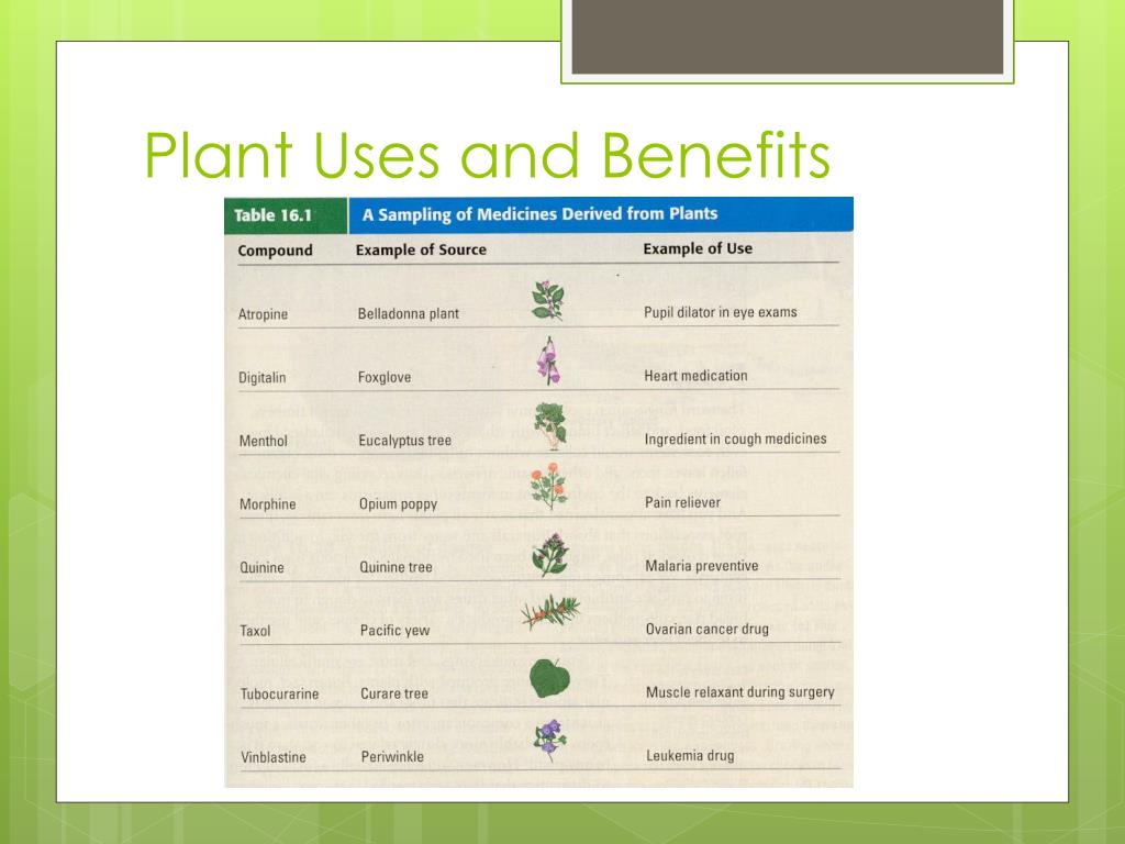 PPT Plant Diversity II The Evolution of Seed Plants PowerPoint