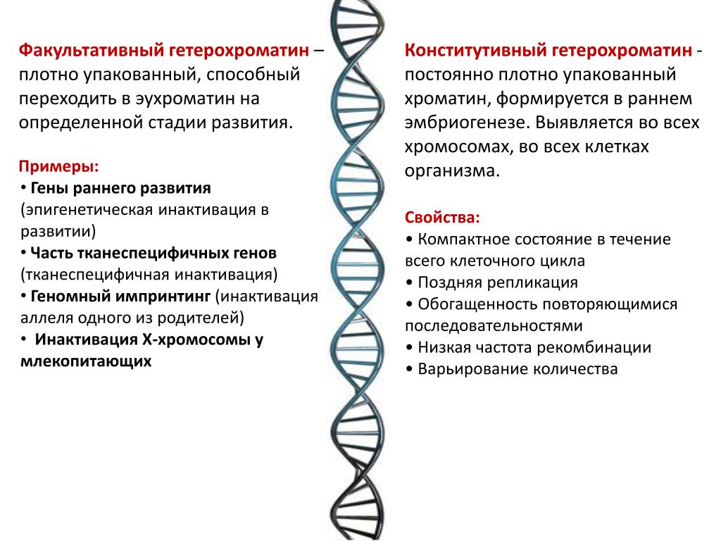 Генетически активный хроматин