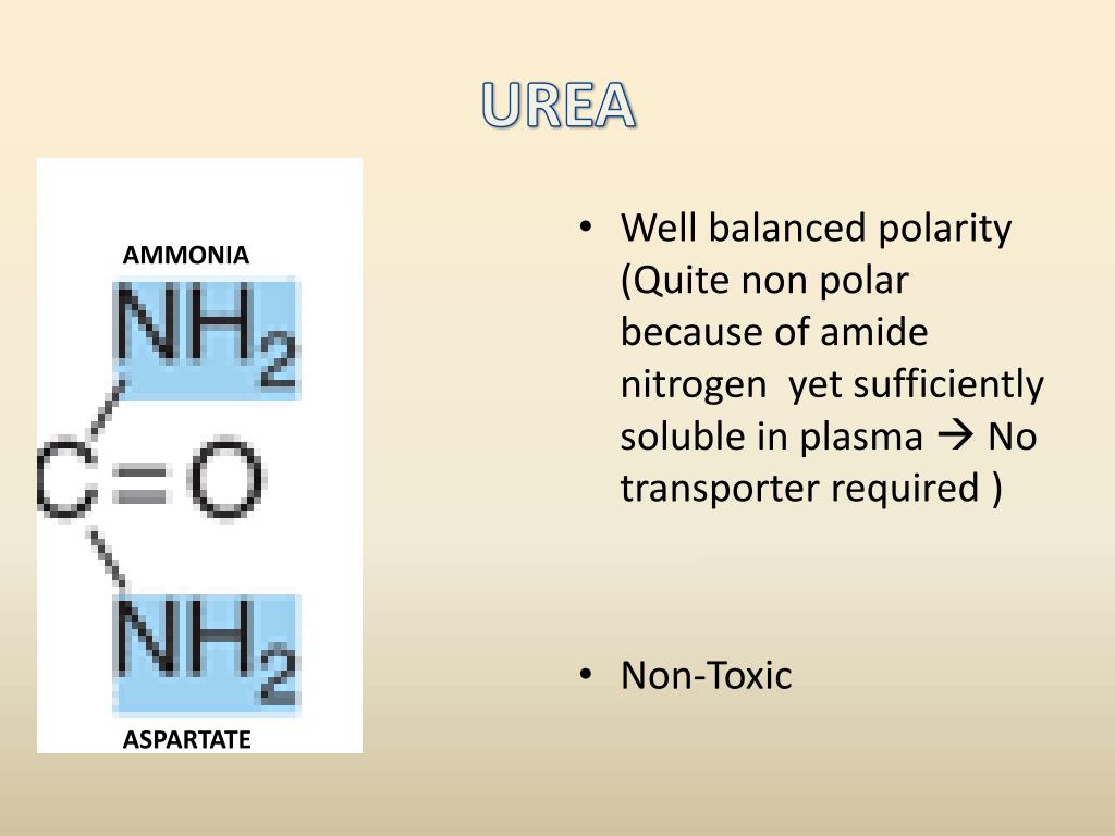 PPT - Urea cycle and its defects PowerPoint Presentation, free download -  ID:2852396