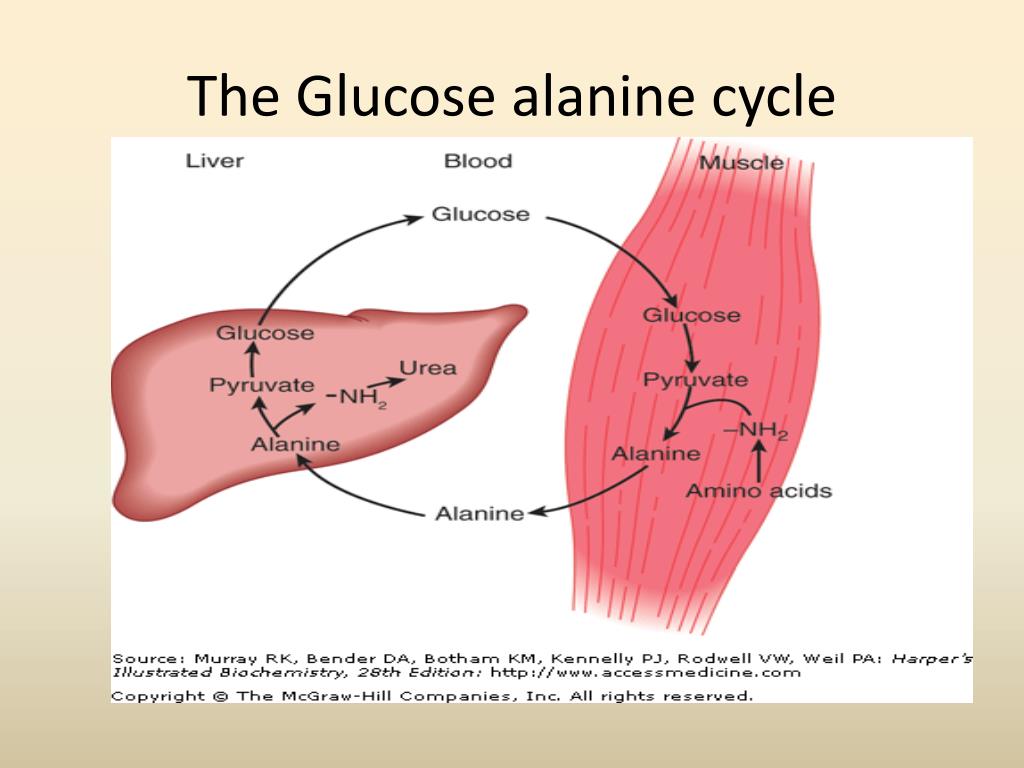 Ciclo Da Glicose Alanina Ensino