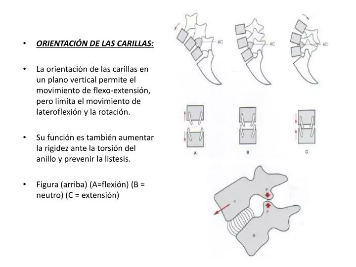 en el movimiento de rotacion las carillas articulares