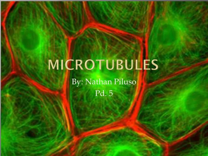 microtubules n.