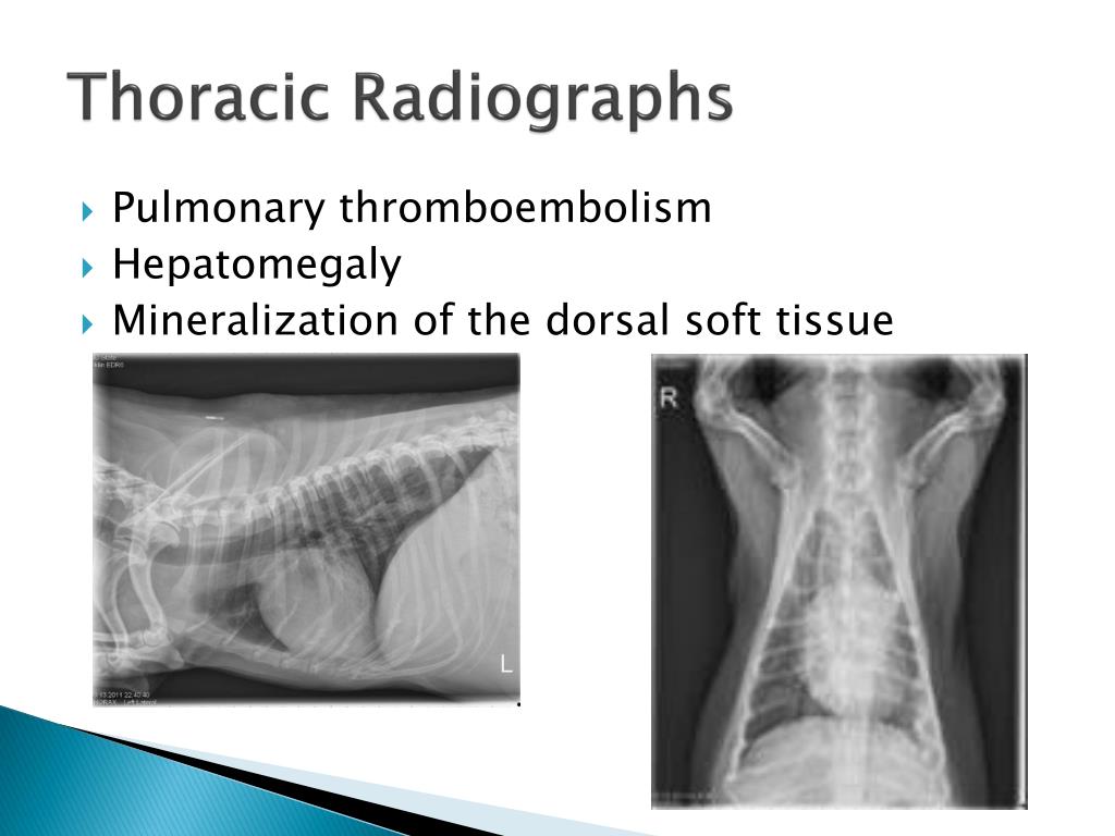 PPT - Small Animal Ultrasound Patient ID: 157581 PowerPoint ...