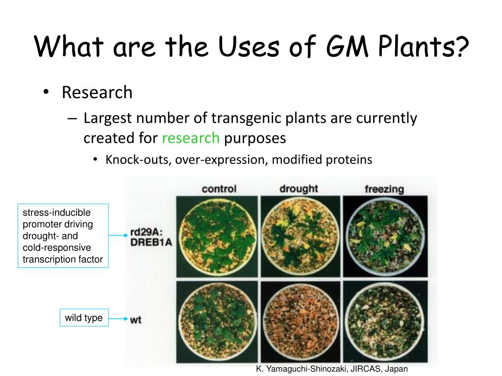 Engine plants. Genetically Engineered Plants. Genetic Engineering of Plants crspcas 9. Genetic Engineering of Plants.
