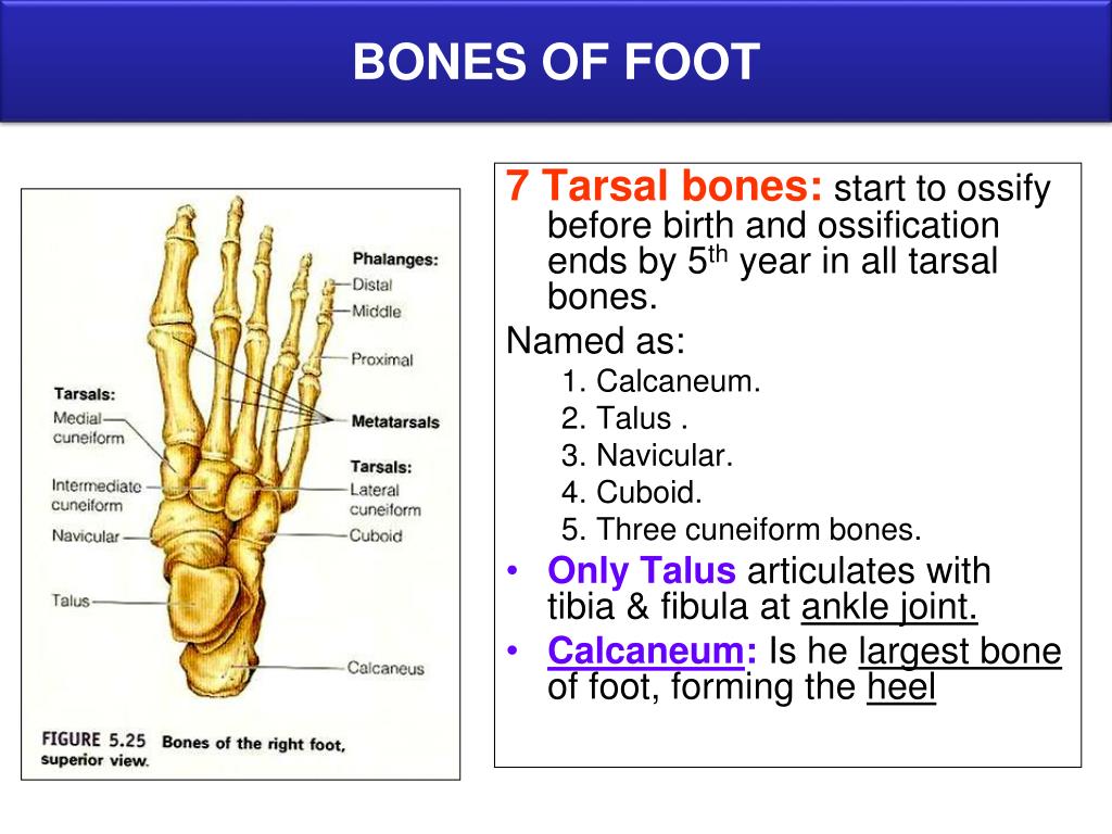 PPT - BONES OF LOWER LIMB PowerPoint Presentation - ID:2856297