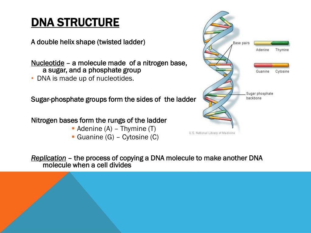 PPT - Understanding DNA: Structure, Function, and Mutation Processes ...