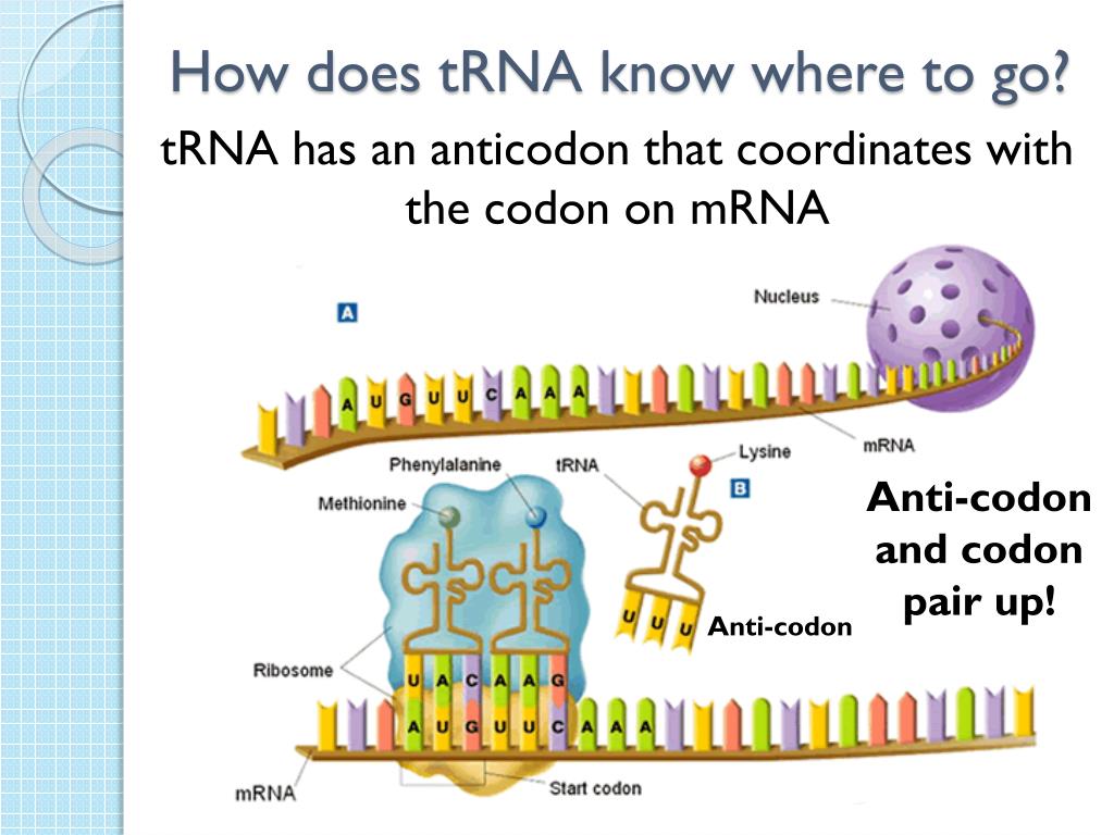 PPT - Protein Synthesis PowerPoint Presentation, free download - ID:2858348